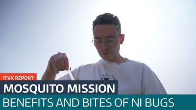 Mosquito Report On Itv