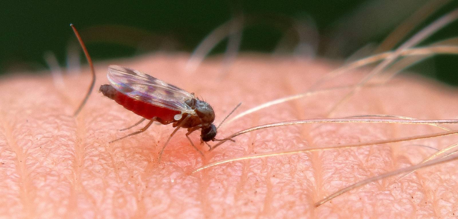 Midge Bluetongue Virus